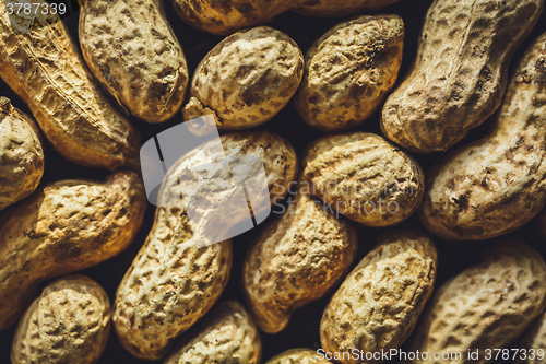 Image of Fresh peanuts in shell