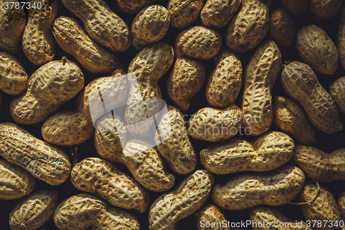 Image of Fresh peanuts in shell