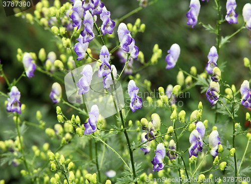 Image of snapdragon flowers