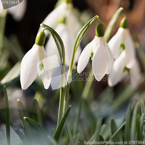 Image of Snowdrops on sunny day