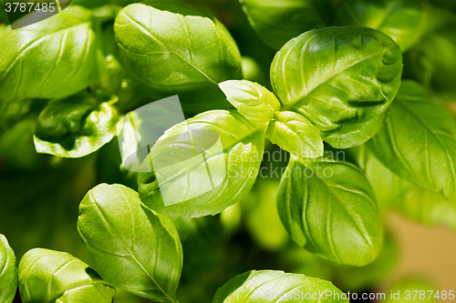Image of Fresh basil leaves