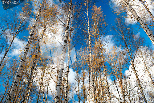 Image of Birch trees against the blue sky.