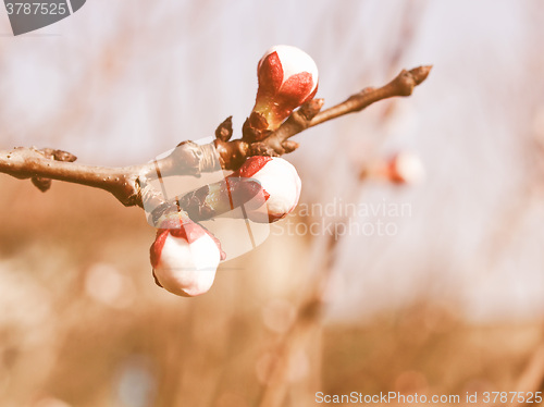 Image of Retro looking Peach tree flower