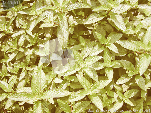 Image of Retro looking Peppermint