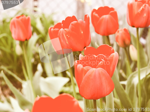 Image of Retro looking Tulip picture