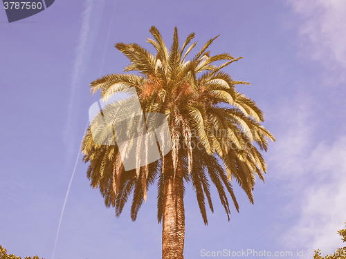 Image of Retro looking Palm tree