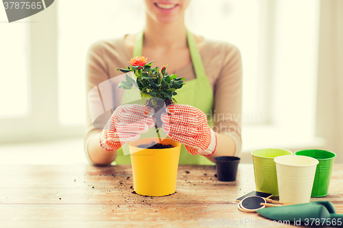 Image of close up of woman hands planting roses in pot