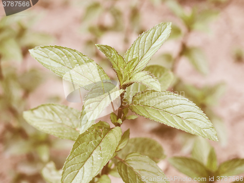 Image of Retro looking Peppermint