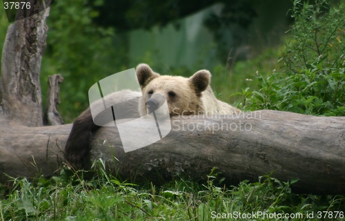 Image of Relaxing Bear