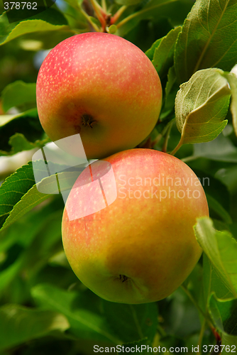 Image of Apples