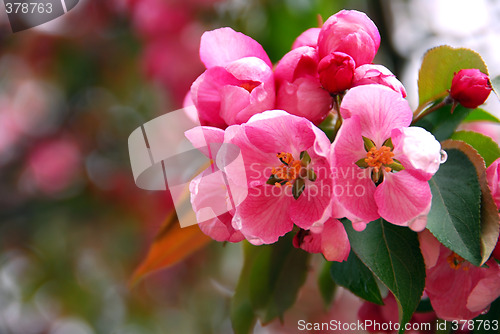 Image of Apple blossom