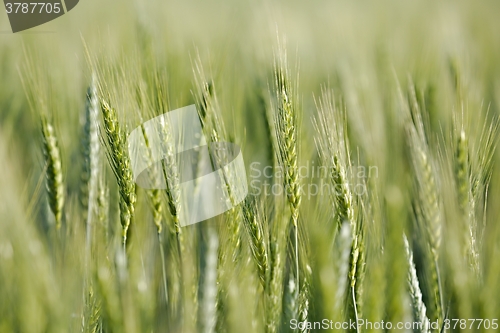 Image of Wheat field closeup
