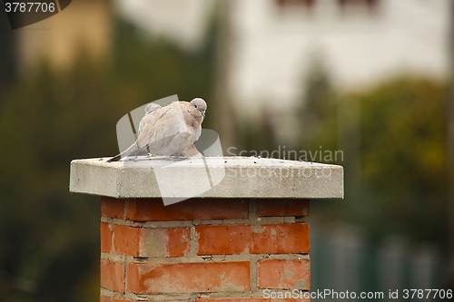 Image of Pigeons on Chimney