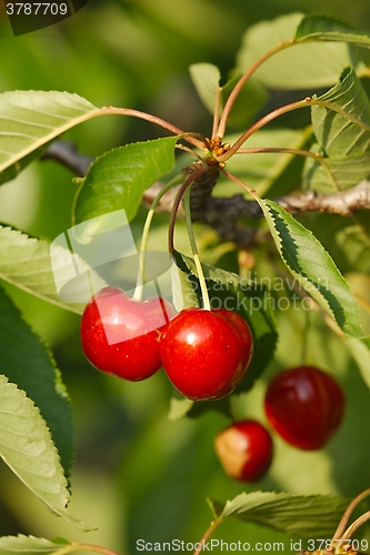 Image of Cherry