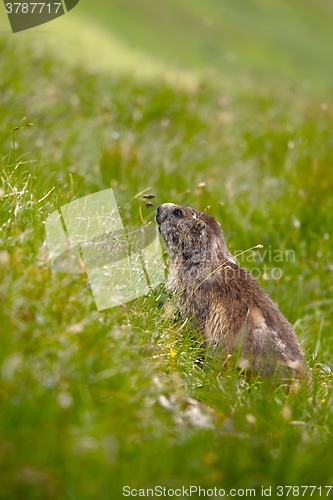 Image of Marmot in it\'s hole