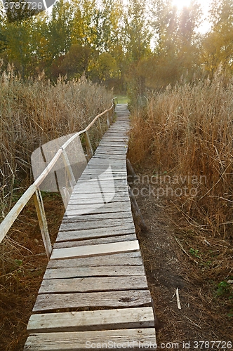 Image of Swamp walking path