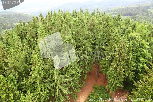 Image of Forest Landscape in the Hills