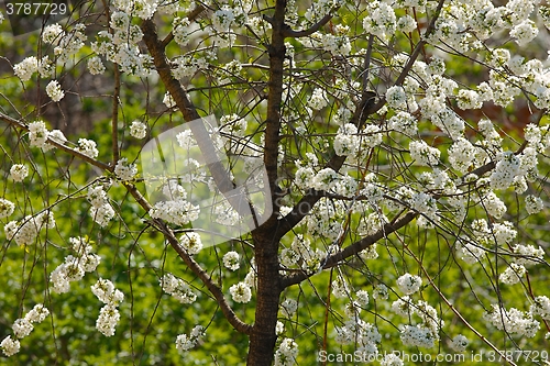 Image of Spring Tree Flowering