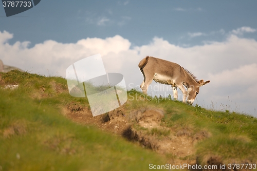 Image of Grazing Donkey