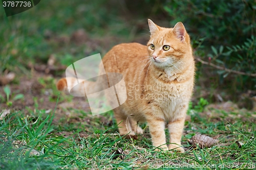 Image of Red cat outside