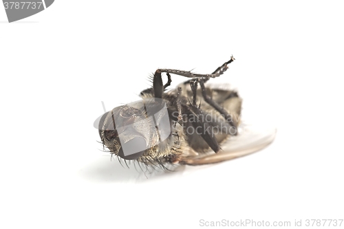 Image of Dead Fly Macro