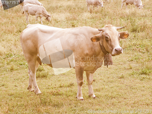 Image of Retro looking Cow picture