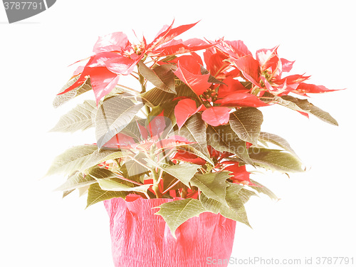 Image of Retro looking Poinsettia