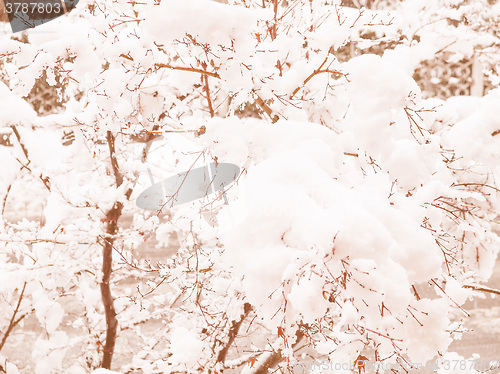 Image of Retro looking Maple tree in snow