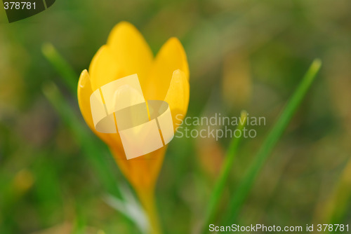 Image of Crocus