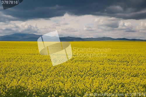 Image of Rapeseed field landscape