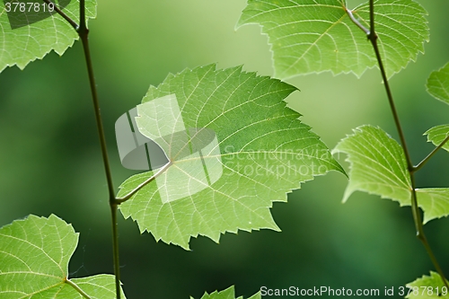 Image of Fresh Green Leaves