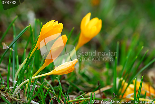 Image of Crocus