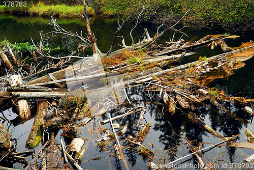 Image of Driftwood in a river