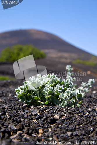 Image of plant la geria wall grapes cultivation  viticulture  