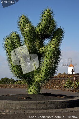 Image of plastic cactus windmills in  isle of lanzarote africa spain   