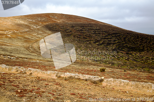 Image of spain geria vine grapes wall crops