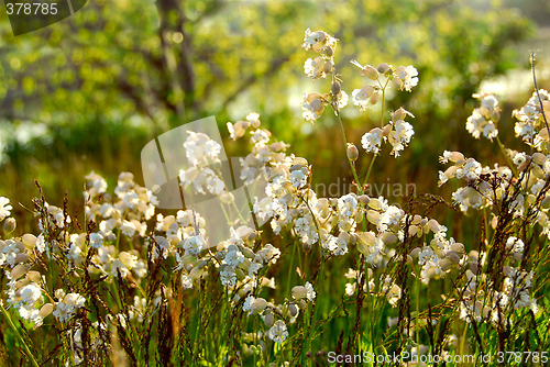 Image of Widlflowers white campions