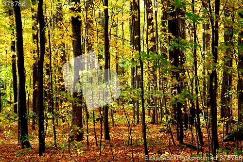 Image of Fall forest landscape