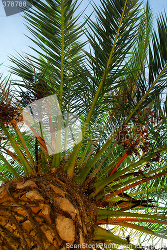Image of Palm tree canopy