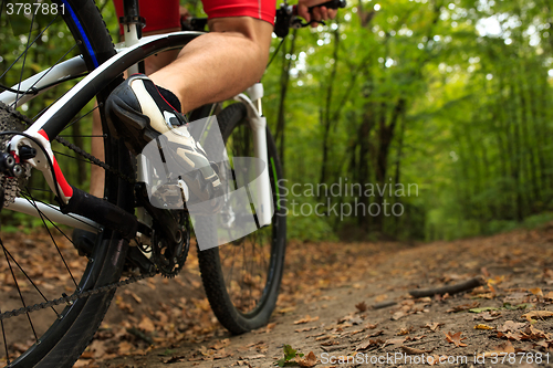 Image of Closeup Bicyclist with His Bicycle in the Summer Forest