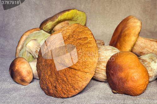 Image of Some large edible mushrooms.