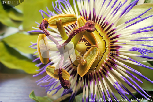 Image of The core of the Passiflora flower ( close up)