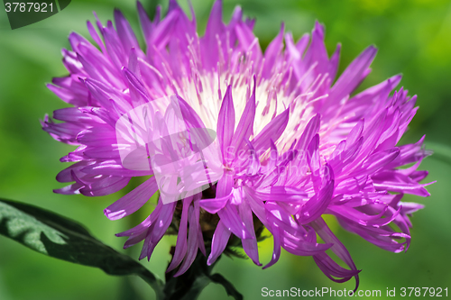 Image of A beautiful flower with lilac petals.