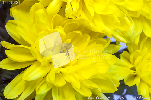 Image of Beautiful flower yellow chrysanthemums.