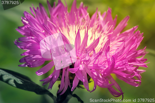 Image of A beautiful flower with lilac petals.