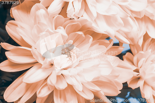 Image of Beautiful pink chrysanthemum flower.