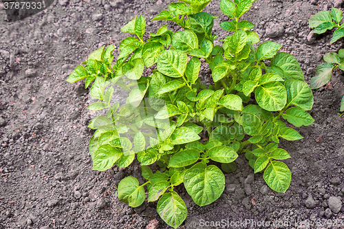 Image of Bush young green potatoes in the garden.