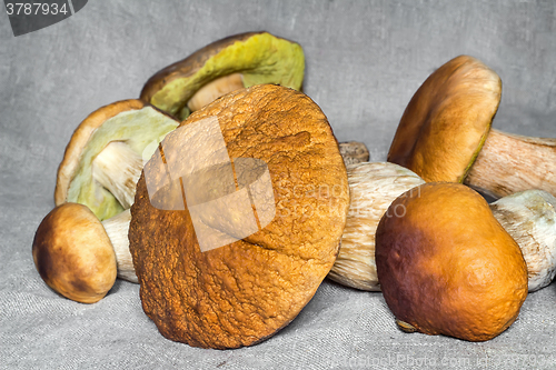 Image of Some large edible mushrooms.