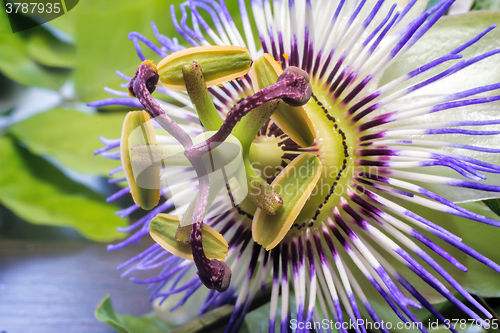 Image of The core of the Passiflora flower ( close up)
