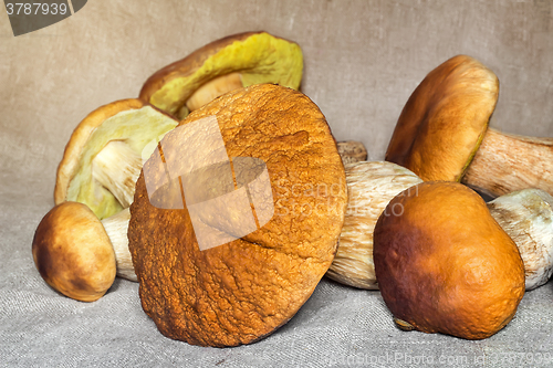 Image of Some large edible mushrooms.